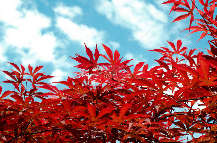 蓝色天空下的红日本山坡叶摘要图片