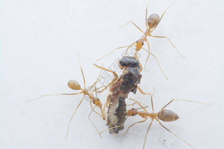 黄色疯蚁捕食猎物图片