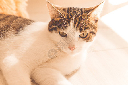 深色条纹灰色成年猫躺在地板上图片
