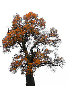 大橡树秋天有棕色和黄色叶背景图片