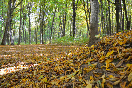 秋天在森林里落下的黄叶图片