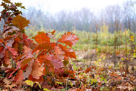秋天森林背景下的橡树枝干棕色的叶子背景图片
