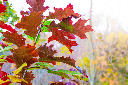 一枝红橡树浅色背景上有着如画的秋叶背景图片