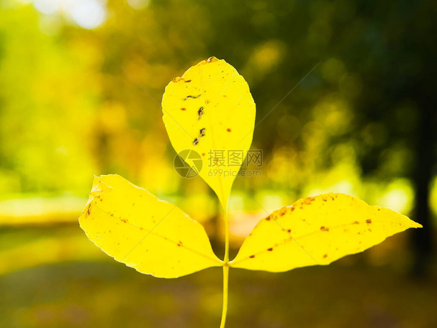 手中的黄色叶子在秋天自然的背景下秋天的黄叶在手中带有模糊散景光秋天来了图片