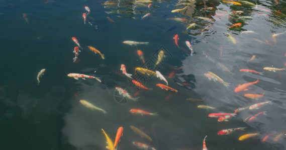 锦鲤鱼在水池游泳图片