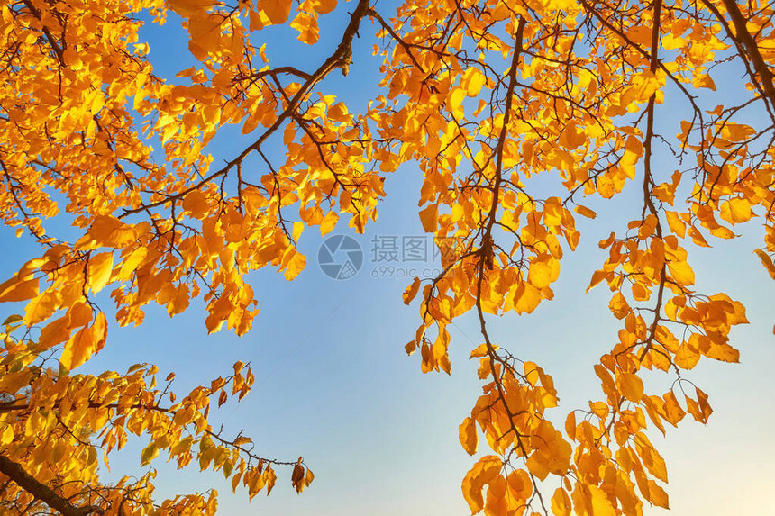 秋天在蓝天的黄色枫叶图片