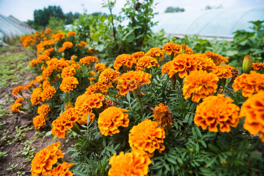 花朵在城市公园里繁衍生息玫瑰菊花图片