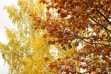 树枝上的黄叶特写秋天的自然图片