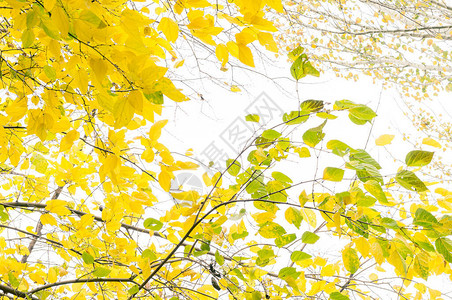 多云的秋日黄叶的低视角图片