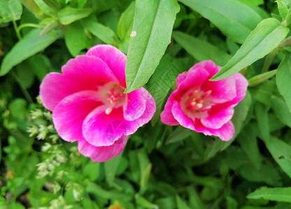 浅粉色花朵图片