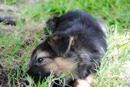 可爱的黑色和棕色小狗在草地上滚下来图片