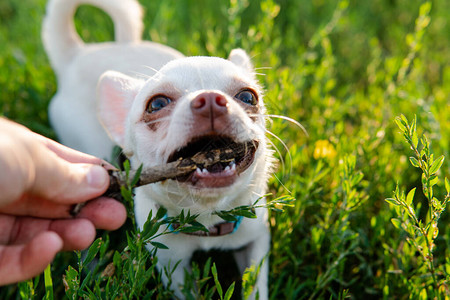 白色的吉娃狗小和照顾家犬图片