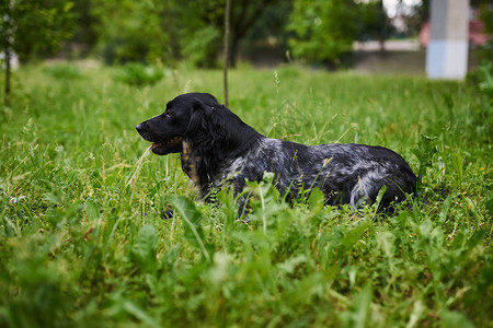 俄罗斯猎食的Spaniel黑灰草地埋在草地上图片
