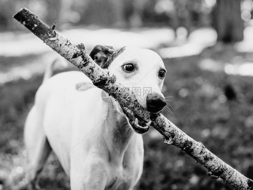 白色惠比特犬在公园户外玩棍子的单色肖像图片