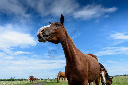 夏天美丽的红马的肖图片