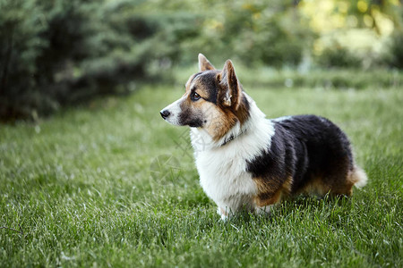 美丽可爱的威尔士Corgi狗在公园散步图片