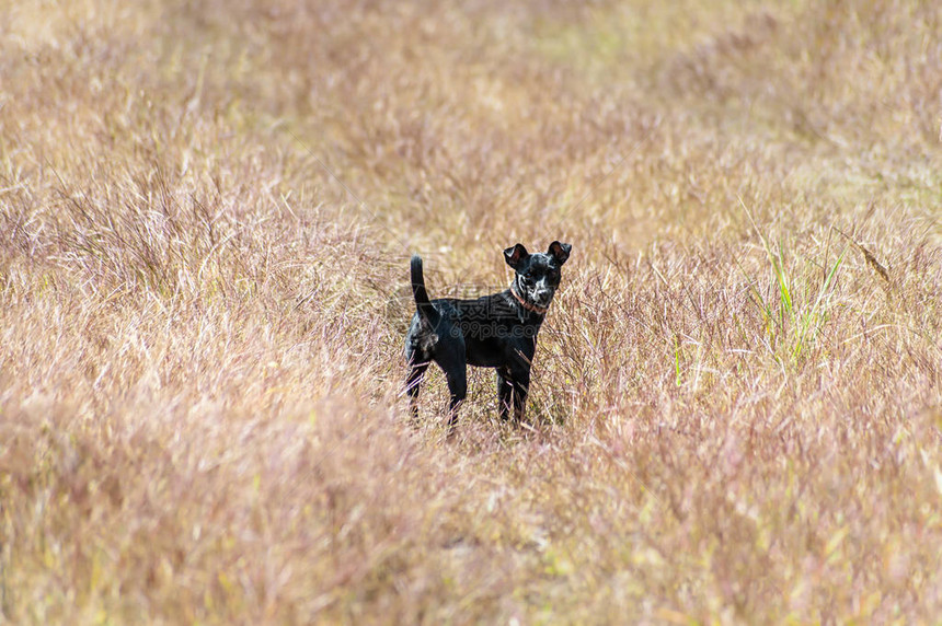 小黑狗留在户外干草场图片