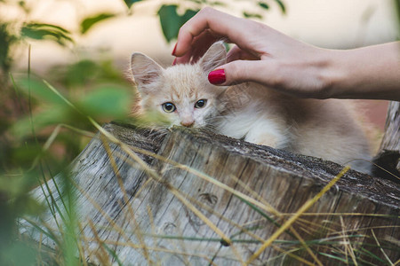 女人在花园里和小猫玩耍图片