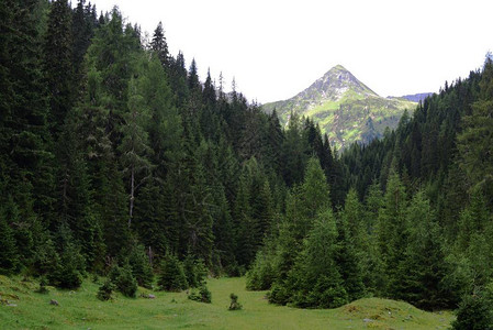 一座山峰在森林后面升起图片