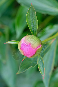 粉红色的牡丹在萌芽粉红牡丹微距照片勃艮第牡丹花园里粉红色牡丹的特写图片