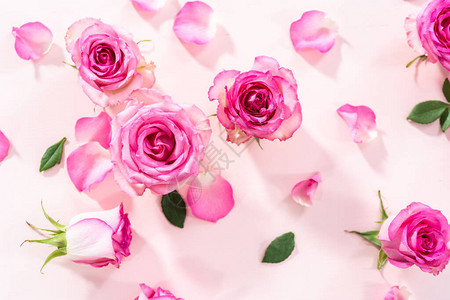 粉红色背景的粉红玫瑰花背景图片