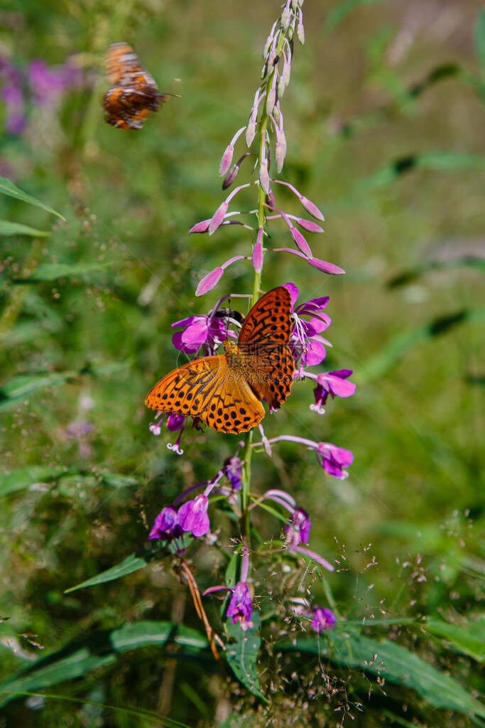 蝴蝶上插着紫色花朵的植图片