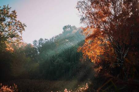 森林中新鲜的黄叶在中间构筑太阳并形成光线早晨在阳光下的森林里秋图片
