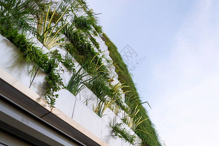 用于绿色垂直生活墙外立面的根区废水处理图片