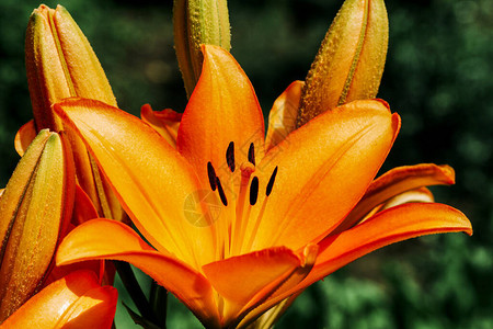 美丽的百花盛开在橙色图片