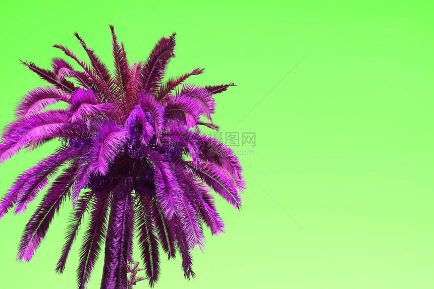 具有复制空间的尼恩绿色背景上的紫棕榈树上图片