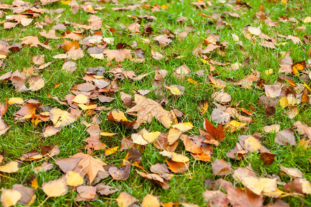 秋天的草坪绿草上的落叶图片