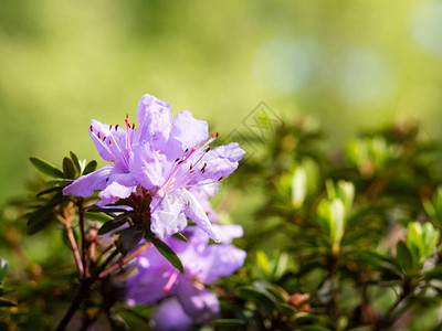 杜鹃丛紫花杜鹃花在春园绽放图片