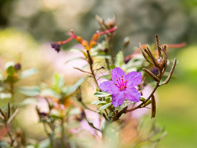杜鹃丛紫花杜鹃花在春园绽放图片