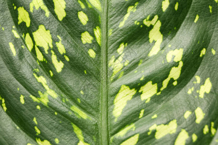 绿色热带叶子的纹理特写图片