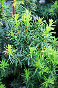 叶木Yew树Taxus图片