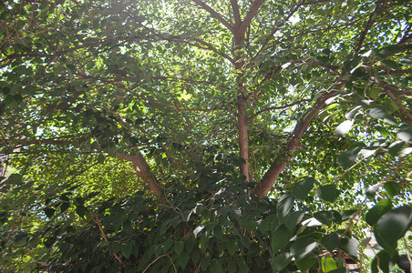 绿树叶可用作背景背景图片