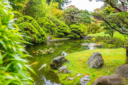 在加州旧金山门公园的美丽的日本茶图片