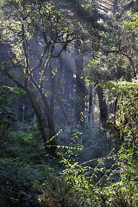 Alishan风景区森林阳光美丽的cypres图片