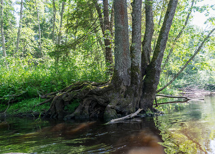 具有森林河流反思绿色森林河流视角的夏季风图片