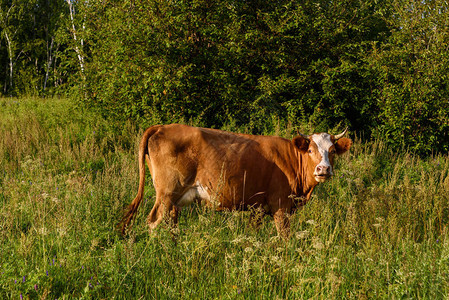牛留在青绿的夏日阳光图片