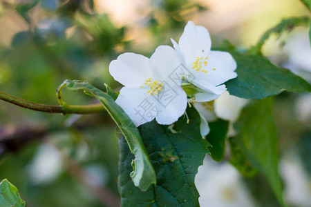 茉莉花丛绿色植物中的白色花朵图片