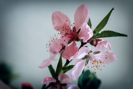 桃花枝和美丽的粉红色花朵以浅图片