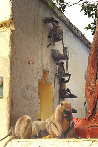 Macaques和长尾猴子在印图片