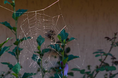 蜘蛛网在模糊的花图片