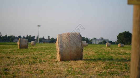 夏季阳光下刚收获的田地上干草集成图片