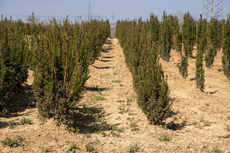 箱形树种植在供图片