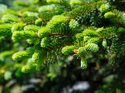 圣诞树枝从绿色冷杉树枝的背景蓬图片