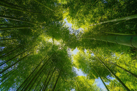 太阳从竹林里偷看图片