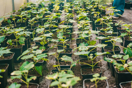 年轻的绿色泡桐树园丁在2021年以工业规模培育开花树木农民温室图片