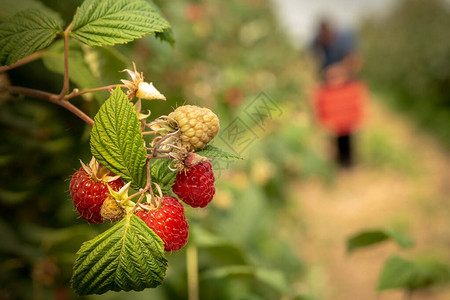 Riperasp莓是用手在多图片